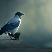 bird